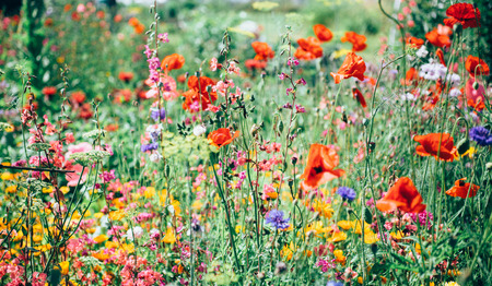 Column Wim Beekman: Trots als een aap 