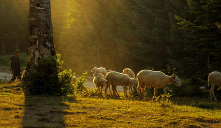 Lied: Opwekking 215 De Heer is mijn herder [+ tekst]