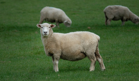 Wat doet een dominee als hij een losgebroken schaap tegenkomt?